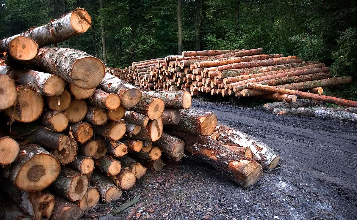 In deutschen Wäldern stapelt sich das Kalamitätsholz. Foto: Jerzy Górecki/Pixabay