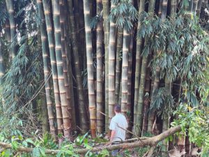 Nachhaltige Naturfasern von schnellwachsenden Pflanzen wie Bambus könnten zur Verstärkung von zementären Werkstoffen eingesetzt werden und damit die CO₂-Bilanz von Bauprodukten verbessern. © Fraunhofer WKI